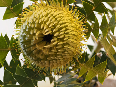 Australian flowers, RBG Cranbourne, Victoria