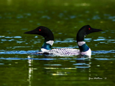 Common loon