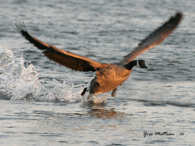 Canada geese