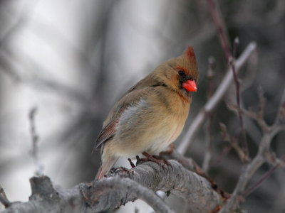 northern_cardinal