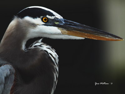 Blue heron