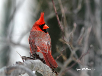 northern_cardinal