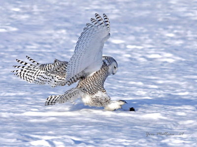 snowy_owl