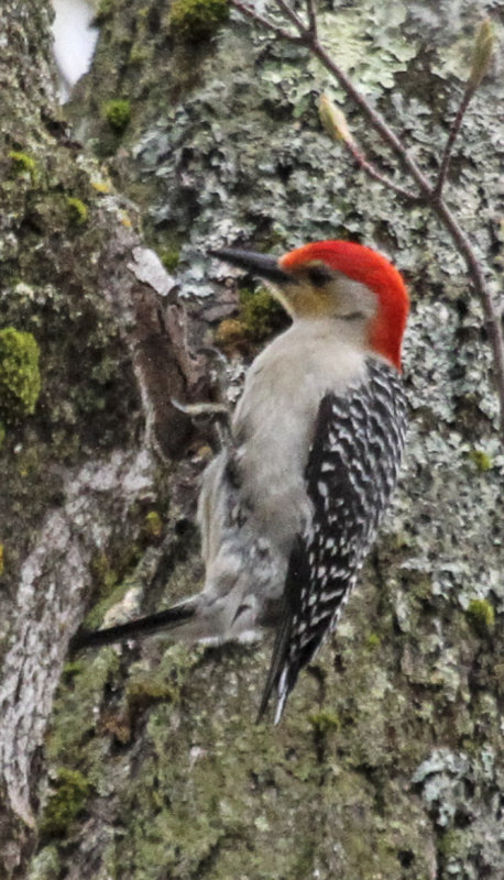 Red-bellied Sapsucker
