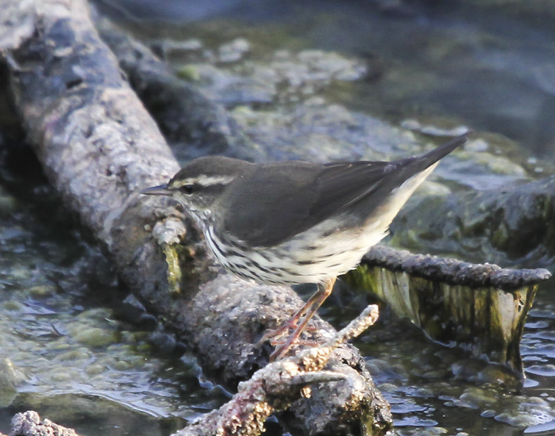 Northern Waterthrush