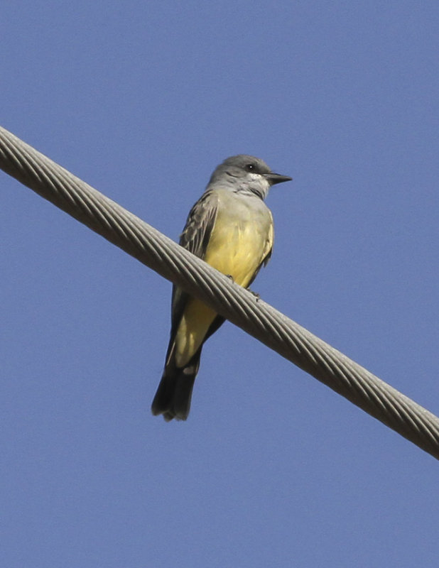 Tropical Kingbird