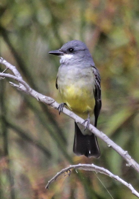 Western Kingbird