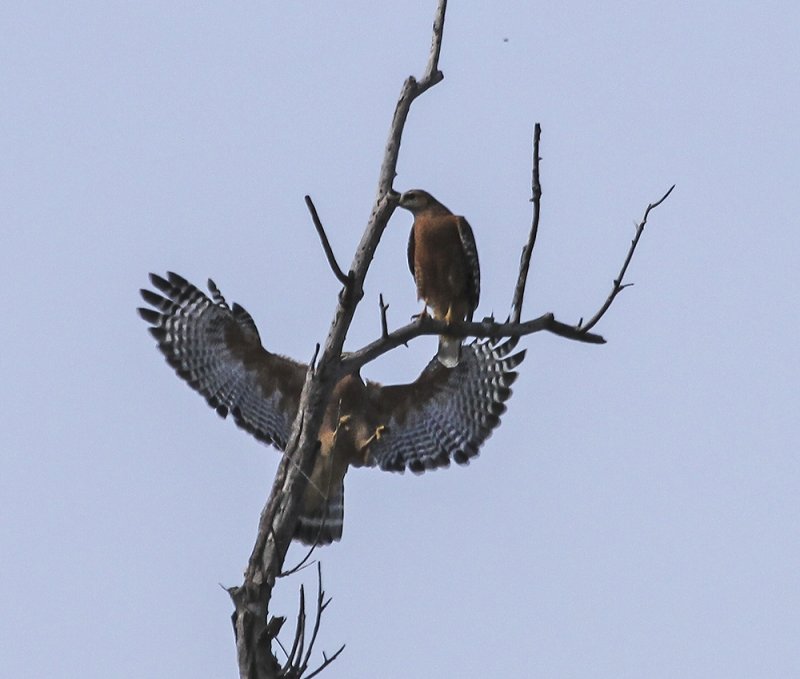 Red-shouldered Hawk