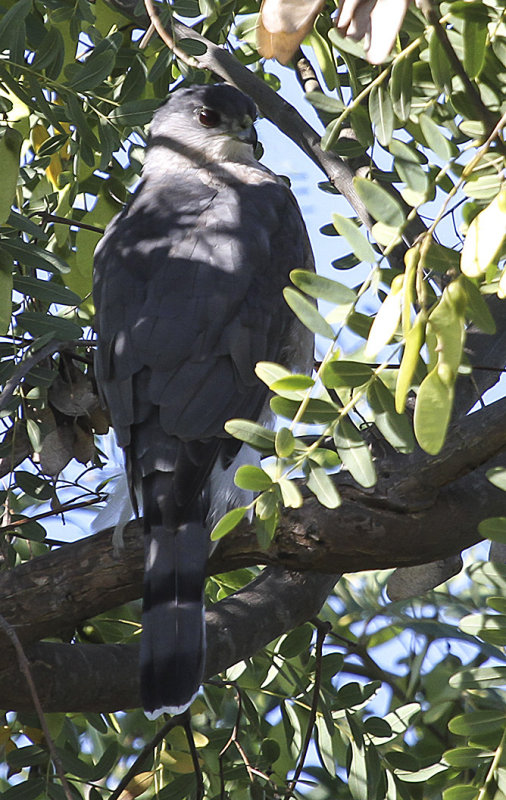 Coopers Hawk