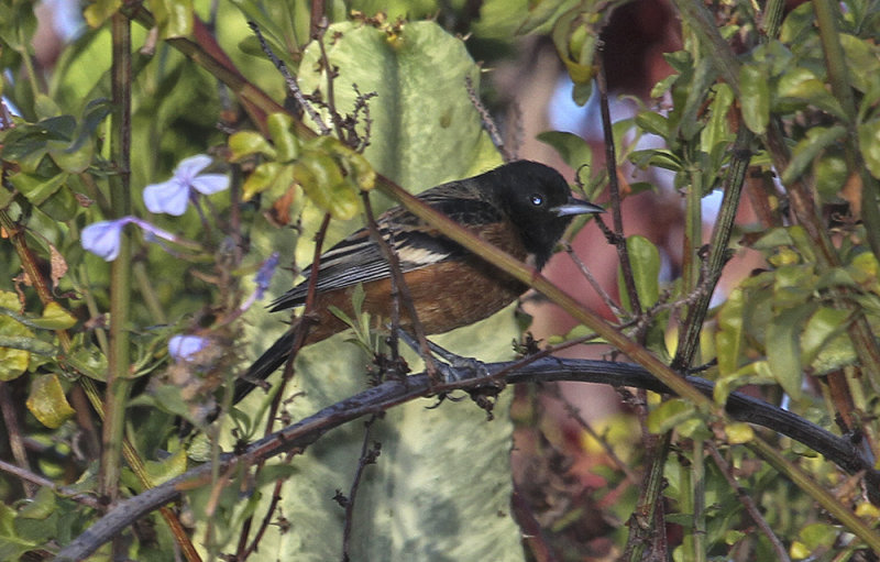 Orchard Oriole
