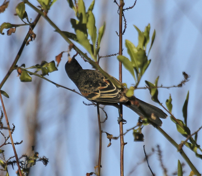 Orchard Oriole