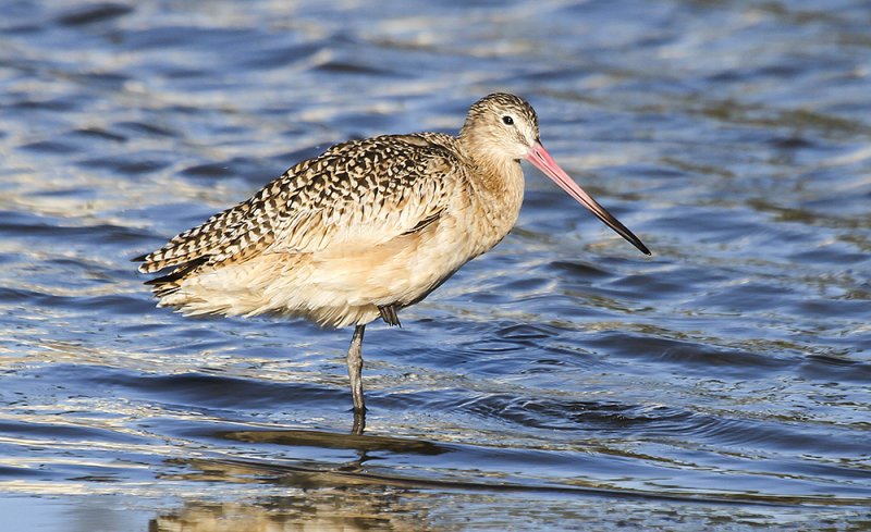 Marbled Godwit
