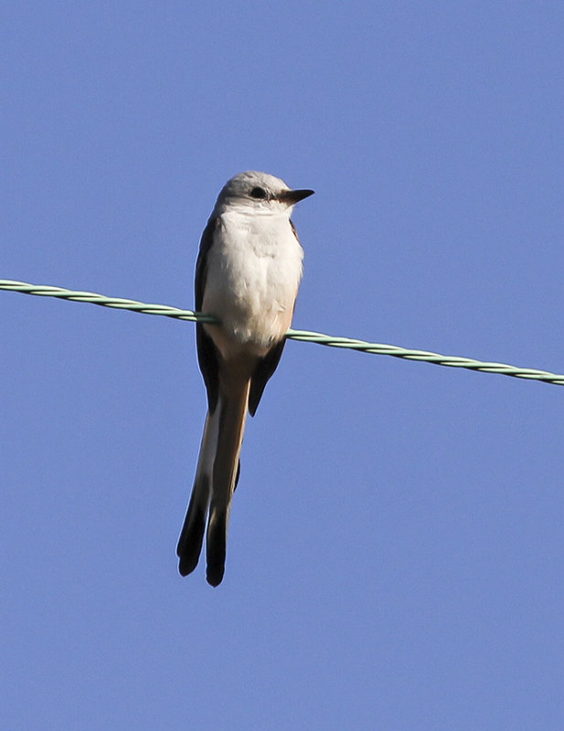 Scissor-tailed Flycatcher