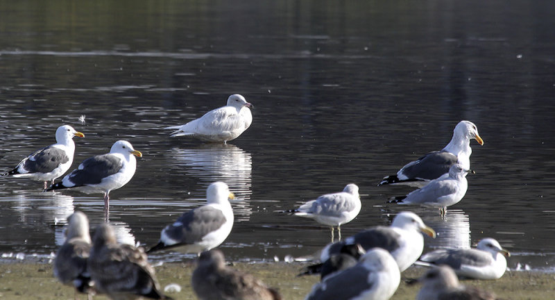 Glacous Gull