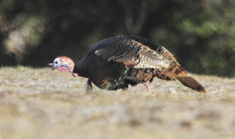 Wild Turkey