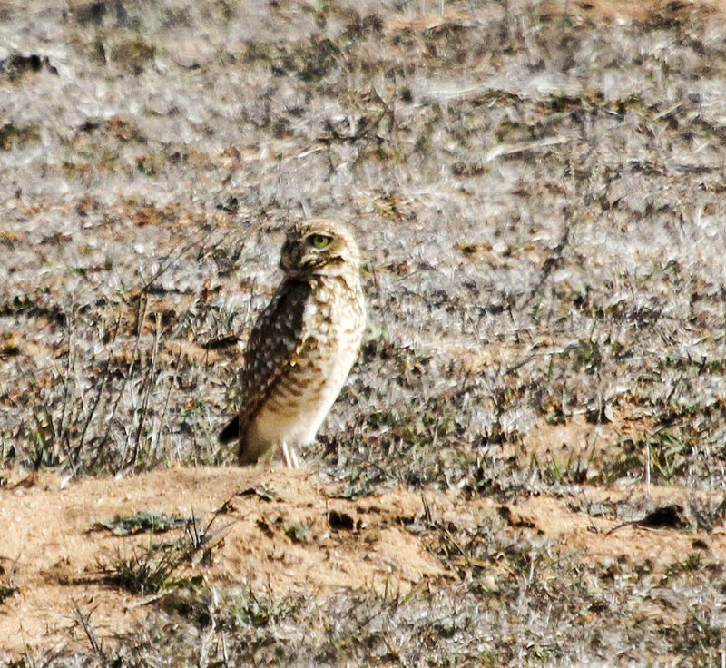 Burrowing Owl