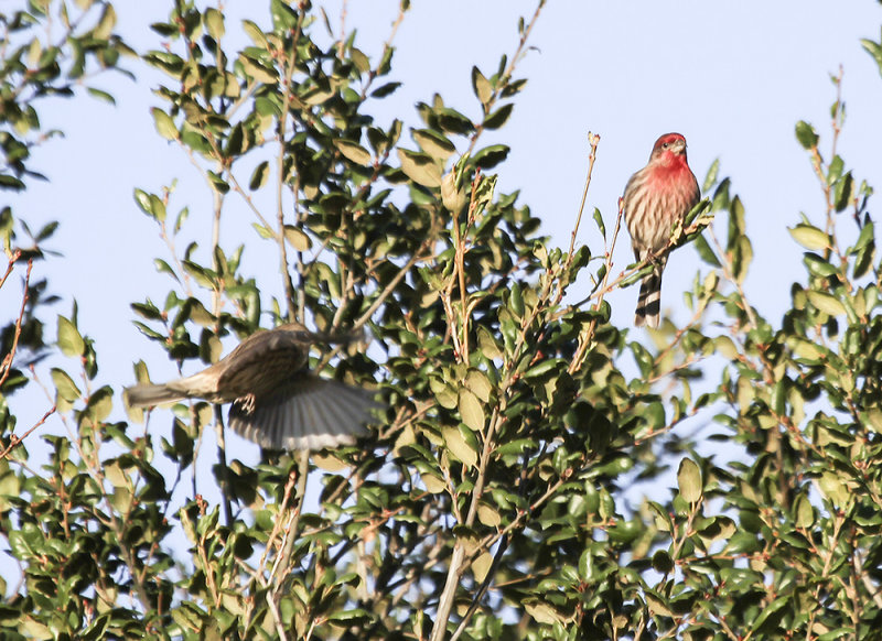 House Finch