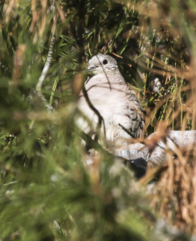 Inca Dove