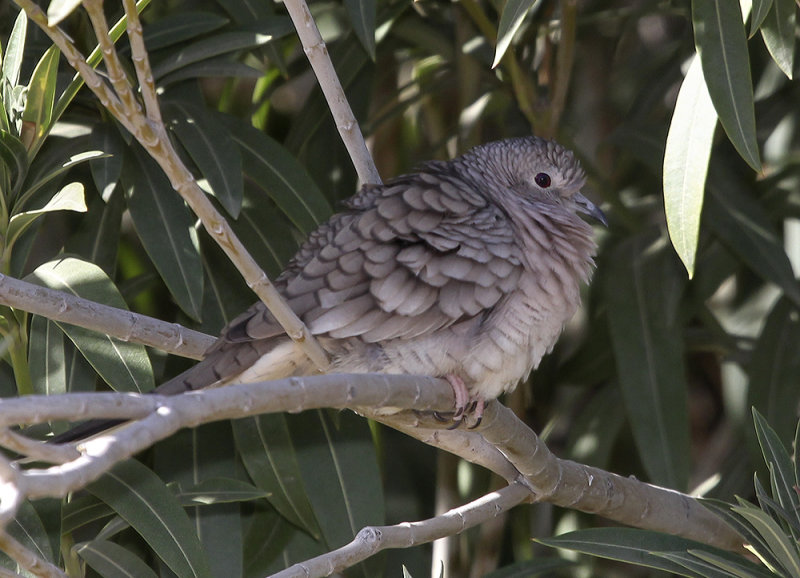 Inca Dove