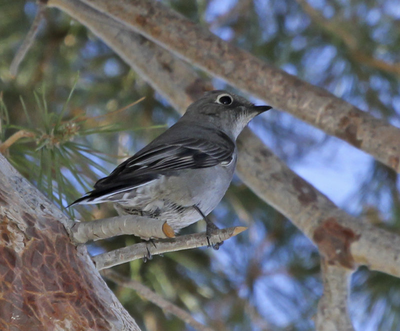 Townsends Solitaire