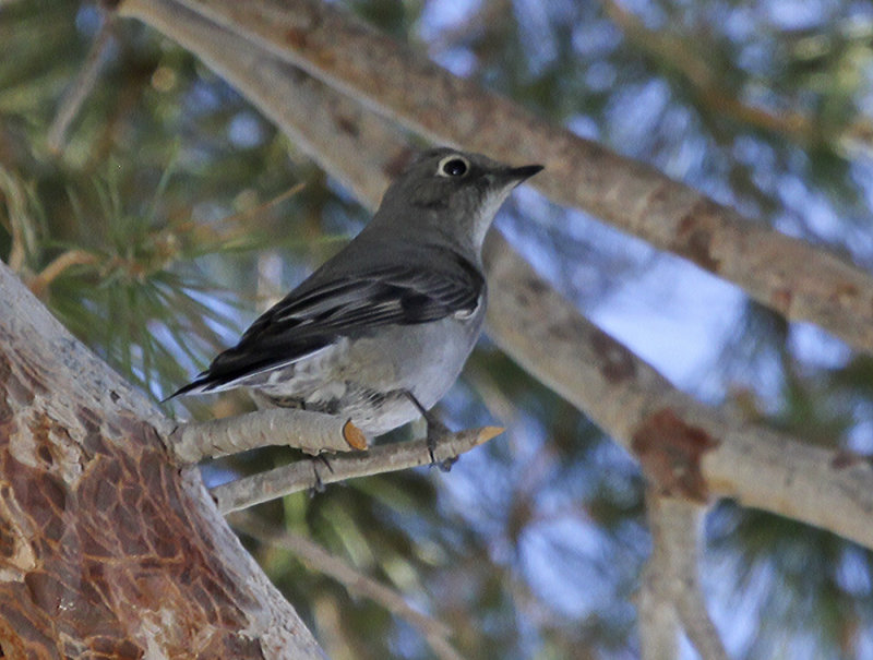 Townsends Solitaire