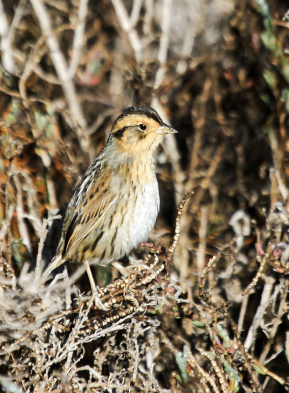 Nelsons -sharp tailed Sparrow