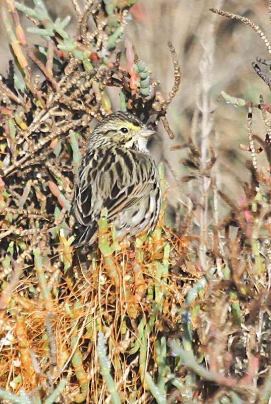 Savannah Sparrow