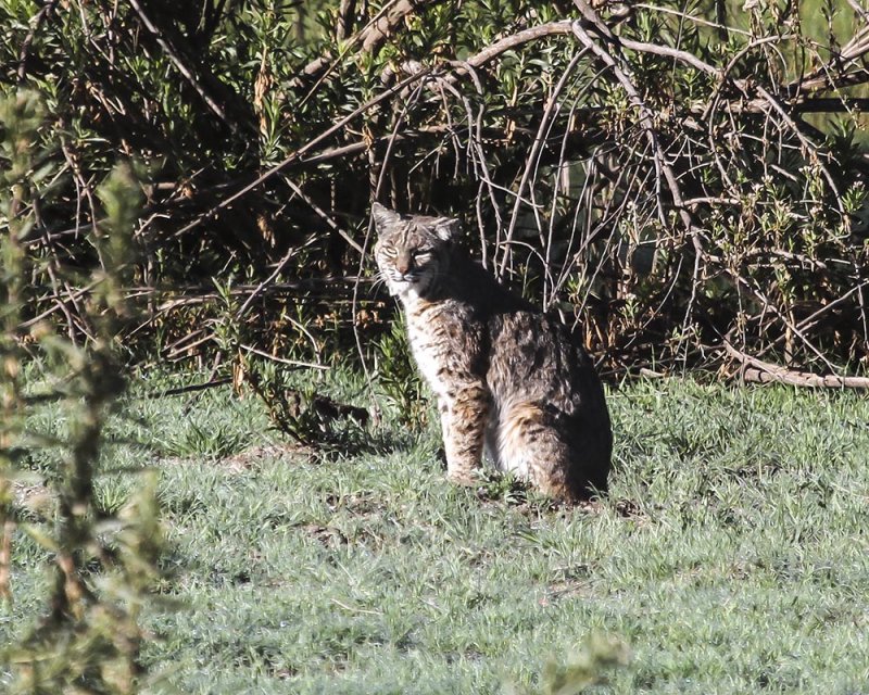 Bobcat