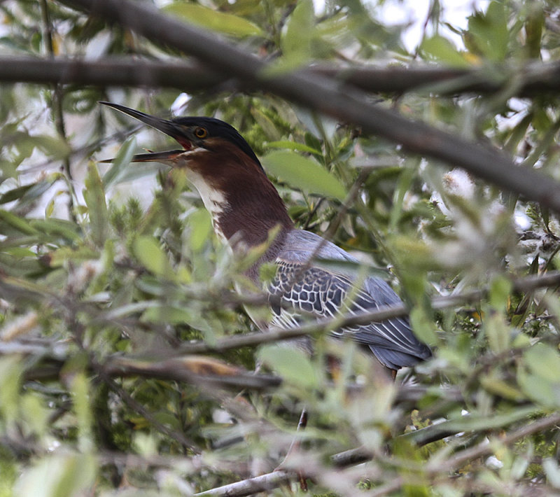 Green Heron 