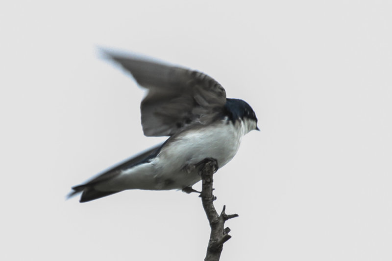 Tree Swallow