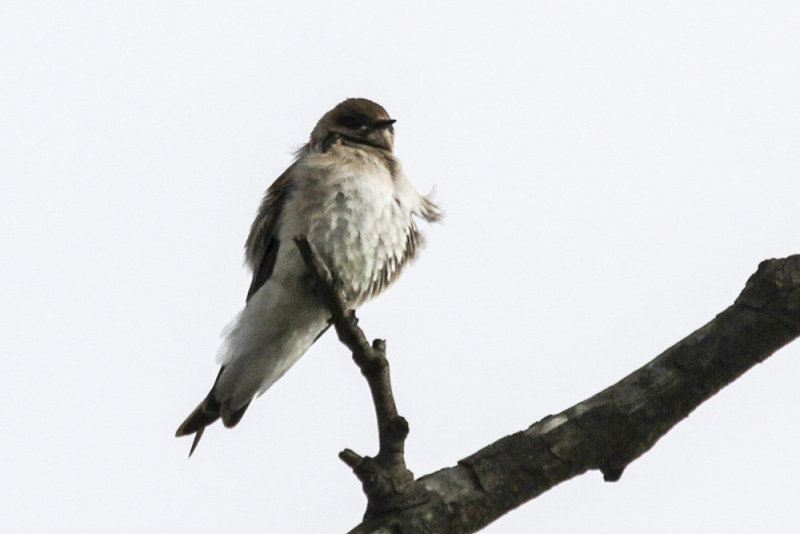 Tree Swallow