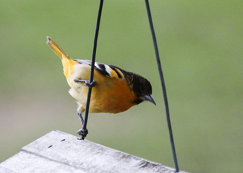 Baltimore Oriole