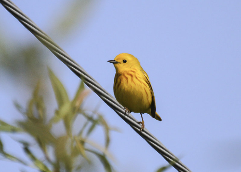 Yellow Warbler