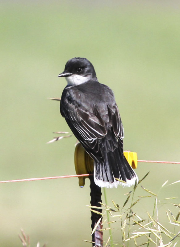 Eastern Kingbird