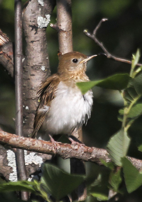 Veery