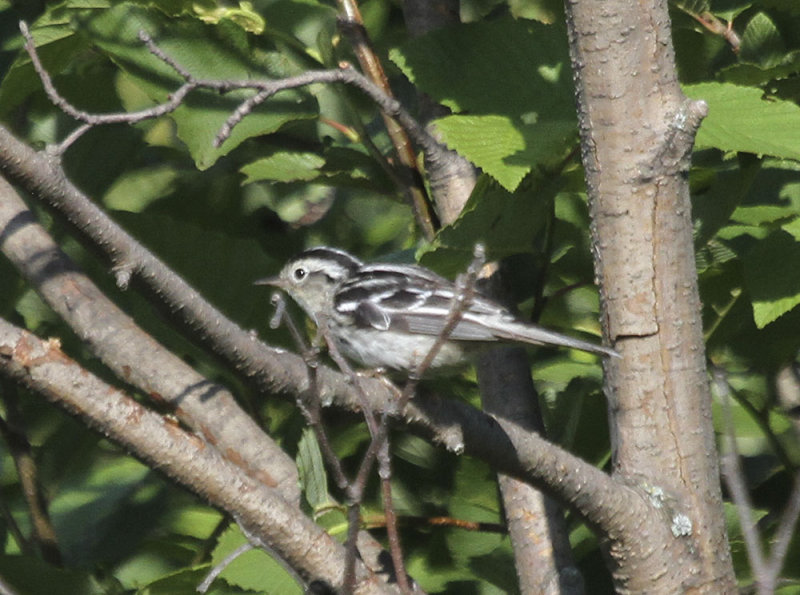 Black and White Warbler