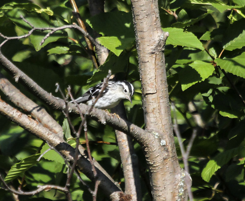 Black and White Warbler