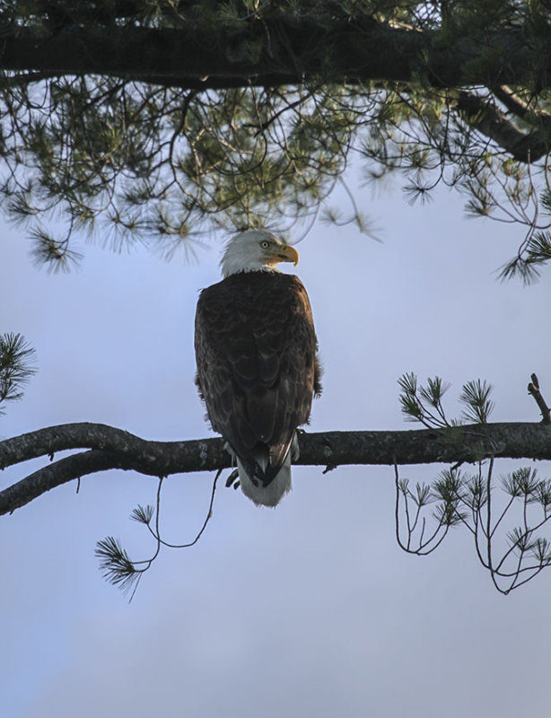 Bald Eagle