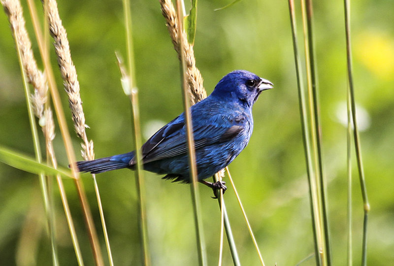 Indigo Bunting