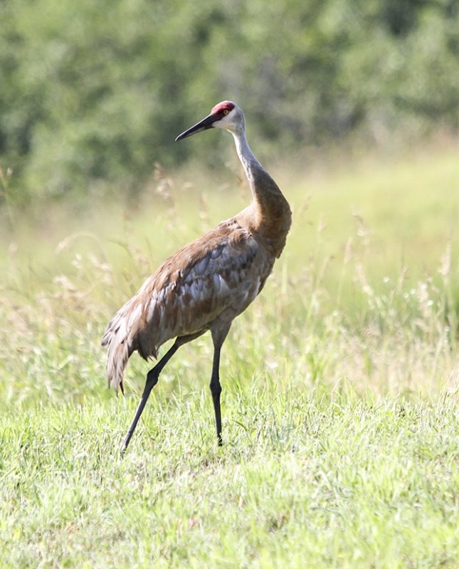 Sandhill Crane