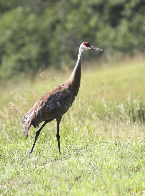 Sandhill Crane