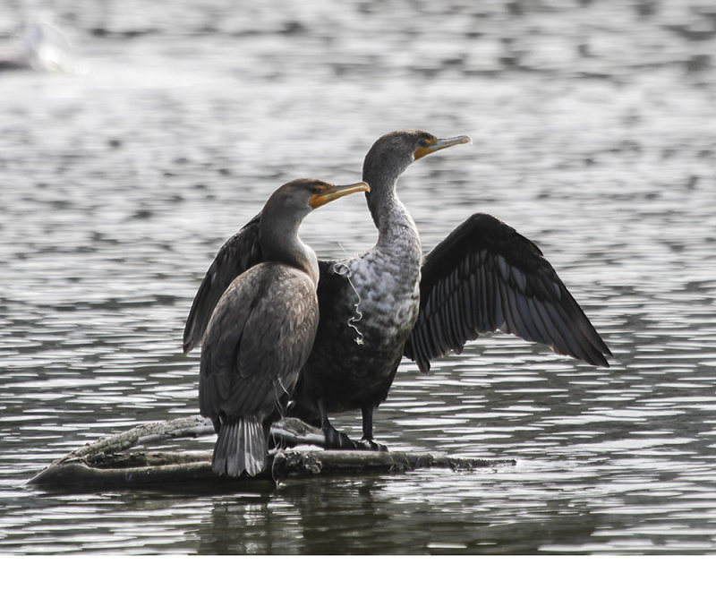 Double-creasted Cormorant