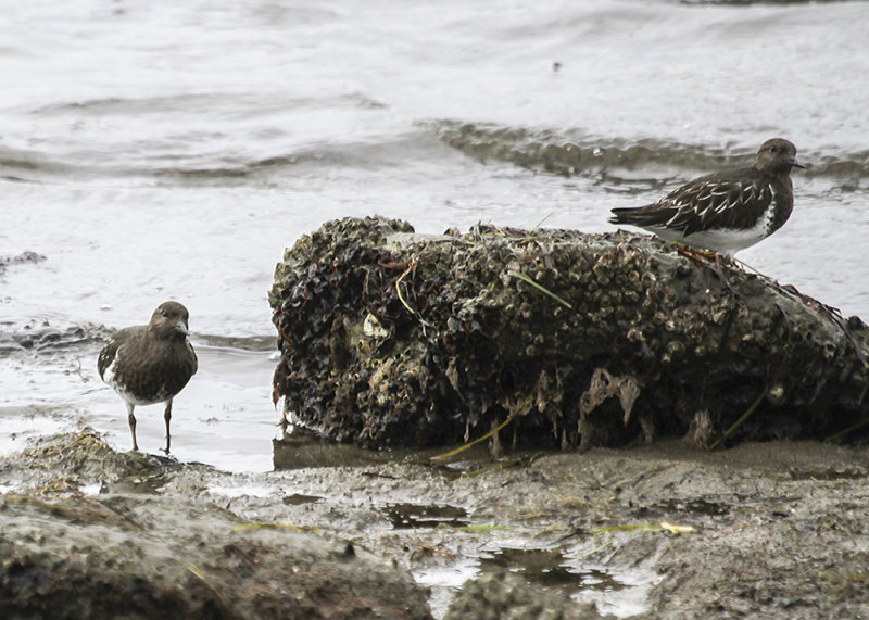 Black Turnstone