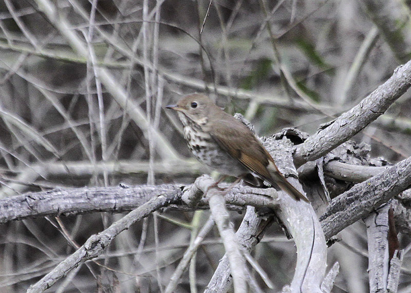 Hermit Thrush
