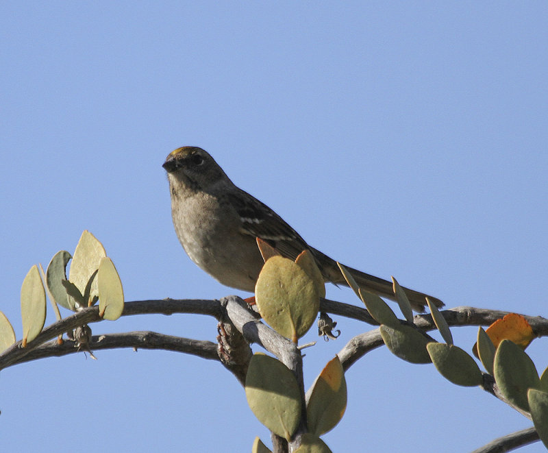 Golden-crown Sparrow