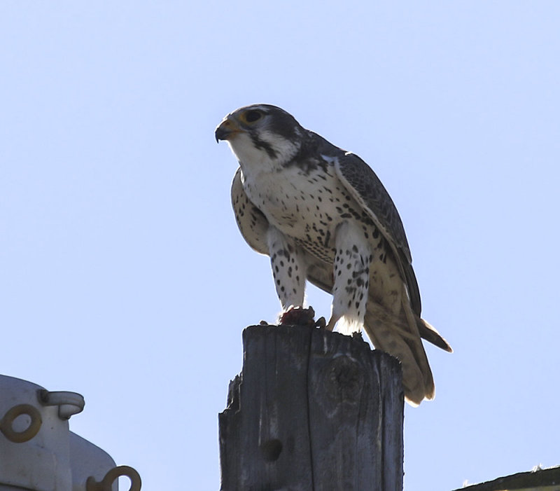 Prairie Falcon