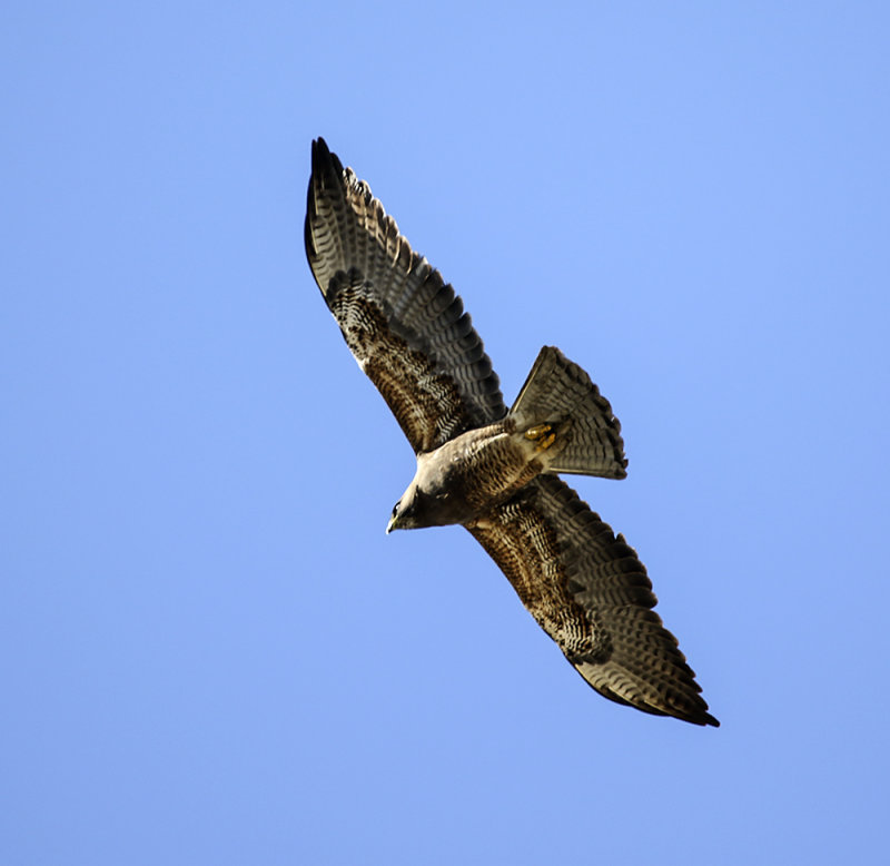 Swainsons Hawk