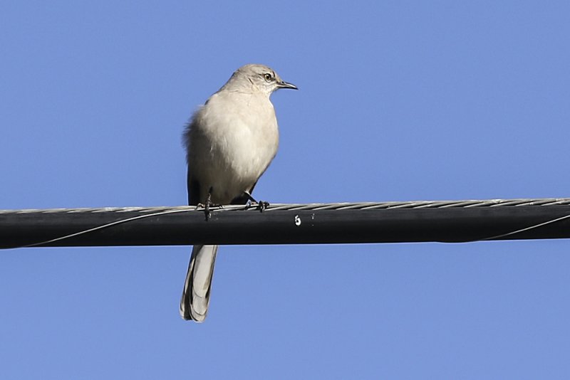 Northern Mockingbird