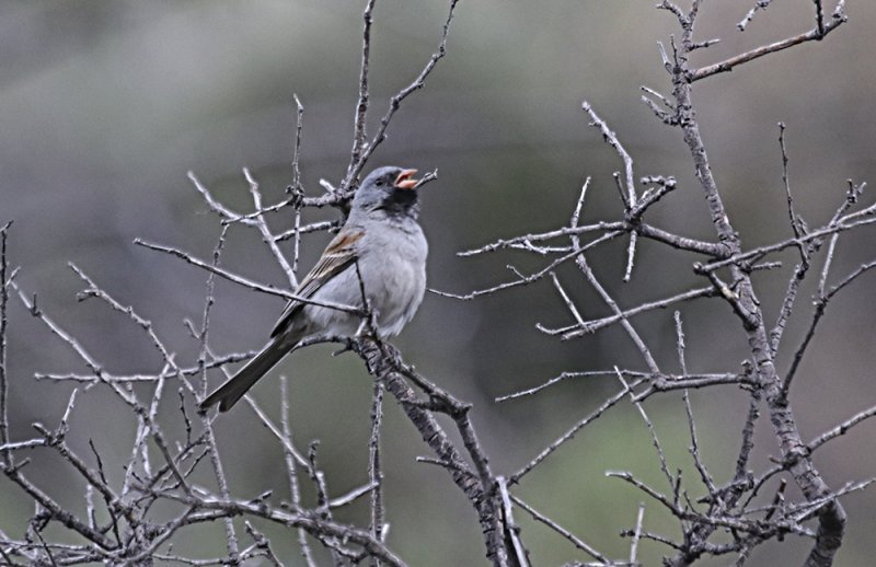 Black-chinned Sparrow