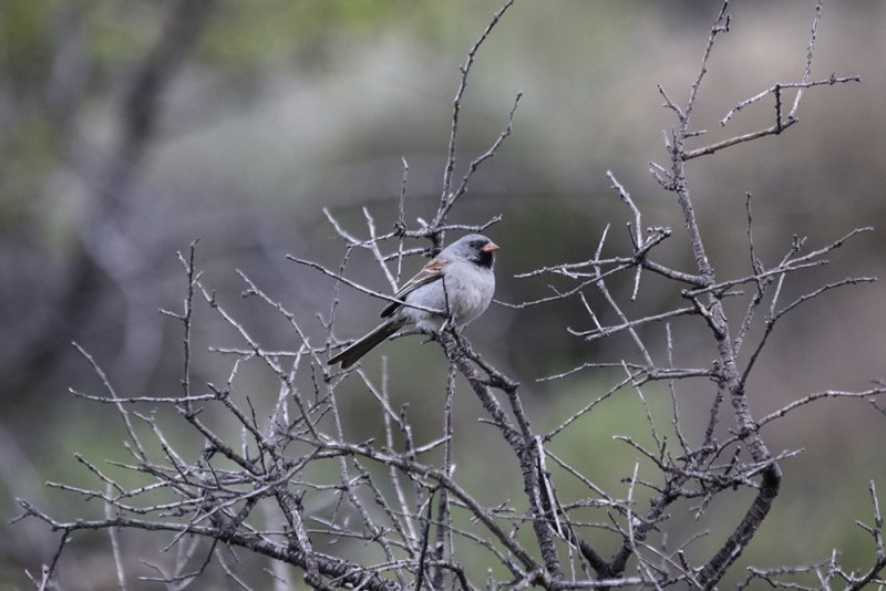 Black-chinned Sparrow